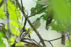 Myiopagis gaimardii