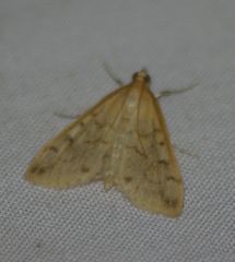 Hahncappsia pergilvalis