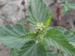 Malvastrum interruptum