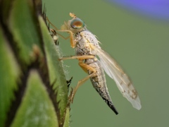 Acanthiophilus helianthi