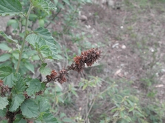 Malvastrum interruptum