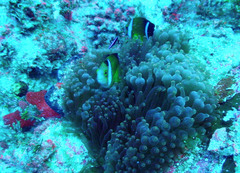 Amphiprion tricinctus