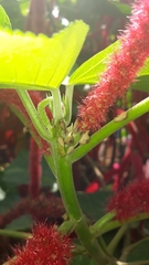 Enchenopa squamigera