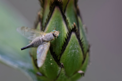 Acanthiophilus helianthi