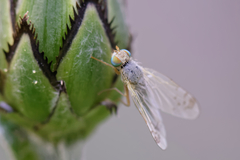 Acanthiophilus helianthi