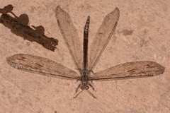 Acanthaclisini