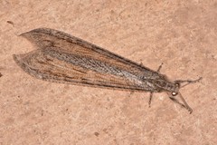 Acanthaclisini