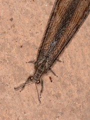 Acanthaclisini