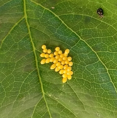 Harmonia axyridis