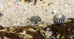 Bathygobius cocosensis