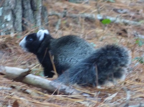 Eastern Fox Squirrel photographed in South Carolina
