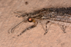 Acanthaclisini
