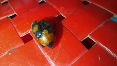 Cyclocephala gregaria