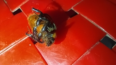 Cyclocephala gregaria