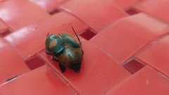 Cyclocephala gregaria