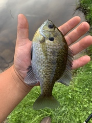 Lepomis macrochirus macrochirus