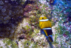 Amphiprion tricinctus