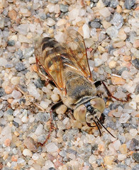 Tachysphex albocinctus