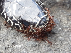 Erythrolamprus bizona