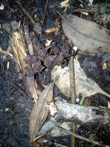 Metrosideros excelsa