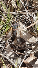 Macrotristria angularis