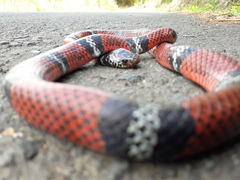 Erythrolamprus bizona