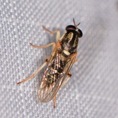 Solva pallipes