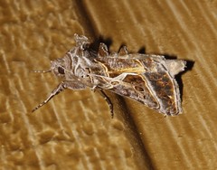 Autographa flagellum