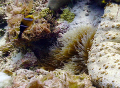 Amphiprion tricinctus