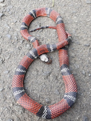 Erythrolamprus bizona