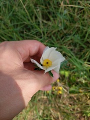 Argemone polyanthemos