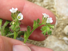 Phacelia lemmonii