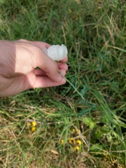 Argemone polyanthemos