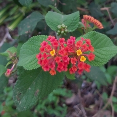 Trimezia martinicensis
