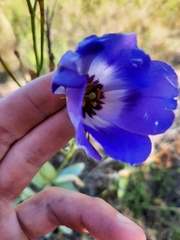 Eustoma russellianum