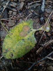 Cephaleuros lagerheimii