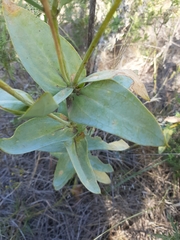 Eustoma russellianum