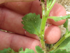 Phacelia lemmonii