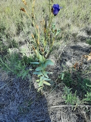 Eustoma russellianum