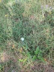 Argemone polyanthemos