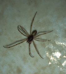 Steatoda triangulosa