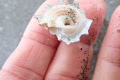 Astraea heliotropium
