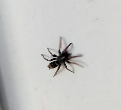 Latonigena auricomis