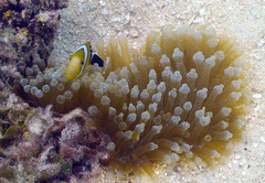 Amphiprion tricinctus