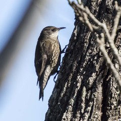 White-Throated Treecreeper photo 4