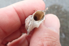Astraea heliotropium