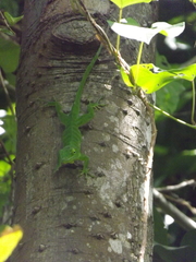 Anolis garmani