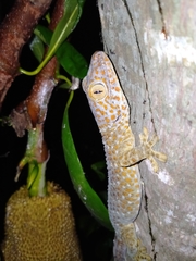 Gekko gecko