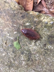 Rhabdoblatta marginata