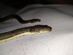 Cerberus schneiderii